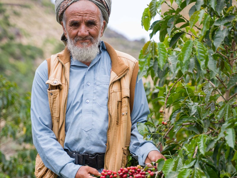 Yemen Mocha Haraz Farmers Gift | 100g