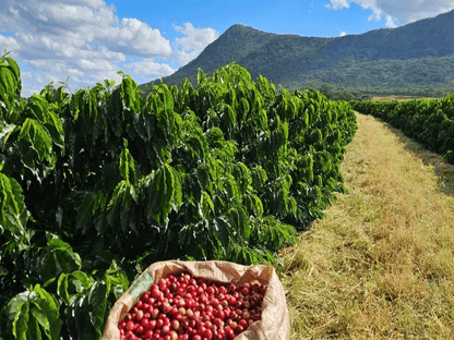 Zambia Mount Sunzu Washed AA | 100g
