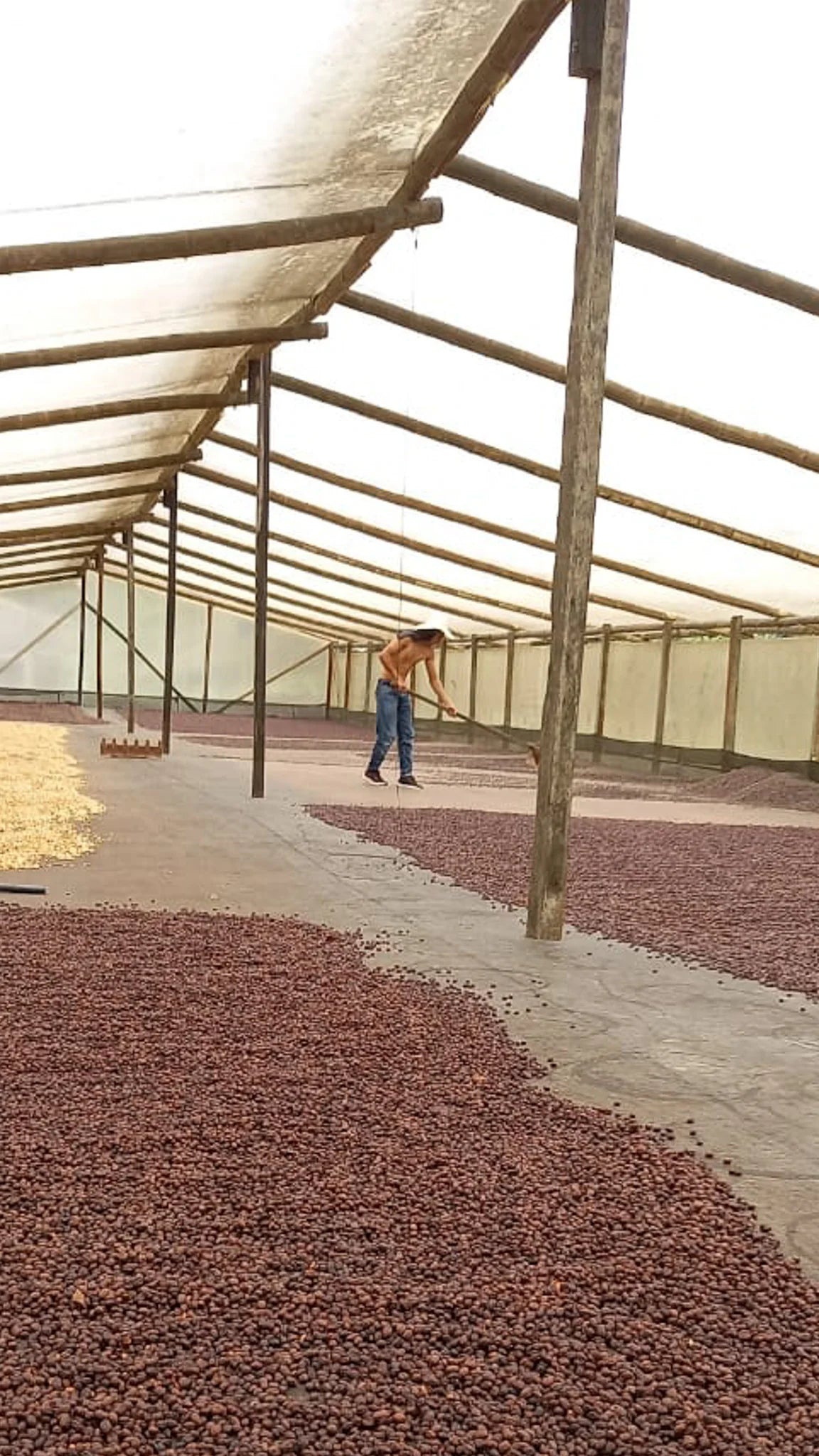 Colombia Aroma Nativo Pink Bourbon DF Honey | 100g